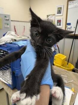 Emily Dickinson -  Domestic Short Hair Cat for Adoption in Palm Coast, Florida - Emily Dickinson | PetCurious