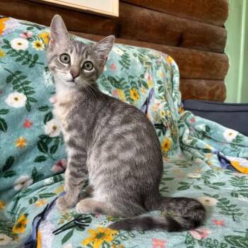 Muffin Sunnyside -  Tabby and Domestic Short Hair Cat for Adoption in Friendswood, Texas - Muffin Sunnyside | PetCurious