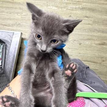 Whiz -  Domestic Short Hair Cat for Adoption in Summerville, South Carolina - Whiz | PetCurious