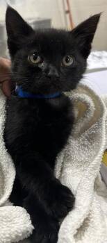 Domestic Short Hair Cats Available for Adoption - QUACKERJACK | PetCurious
