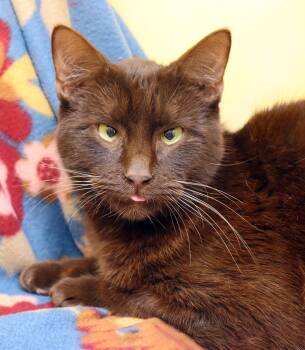 Havana Cats Available for Adoption - Ghirardelli | PetCurious