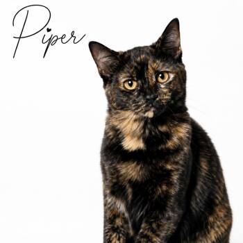 Piper C26-234 -  Domestic Short Hair Cat for Adoption in Lebanon, Tennessee - Piper C26-234 | PetCurious