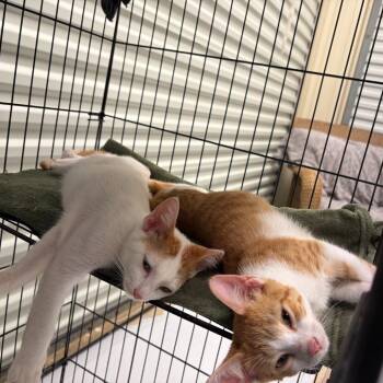 Axel -  Domestic Short Hair Cat for Adoption in Concord, New Hampshire - Axel | PetCurious