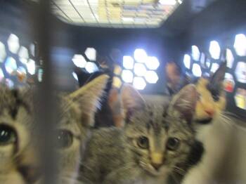 Rescue Domestic Short Hair Cats for Adoption in Ocala, Florida - EGGS | PetCurious