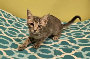 Chives -  Domestic Short Hair Cat Available for Adoption in Dickson, Tennessee - Chives | PetCurious