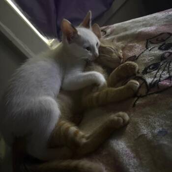 Ginger & Snowy Coming In -  Domestic Short Hair Cat for Adoption in Clifton, New Jersey - Ginger & Snowy Coming In | PetCurious