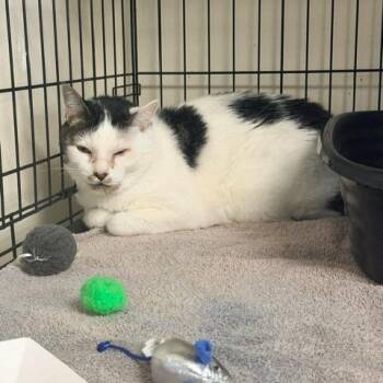Danny -  Domestic Short Hair Cat for Adoption in Long Beach, California - Danny | PetCurious
