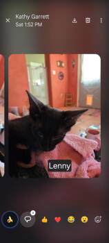 Lenny -  Domestic Short Hair Cat for Adoption in Thatcher, Arizona - Lenny | PetCurious