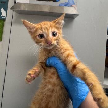 Tinder -  Domestic Short Hair Cat for Adoption in Columbiana, Alabama - Tinder | PetCurious