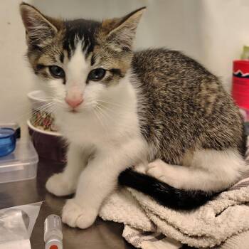 Tabby Kitten -  Domestic Short Hair Cat for Adoption in Coos Bay, Oregon - Tabby Kitten | PetCurious