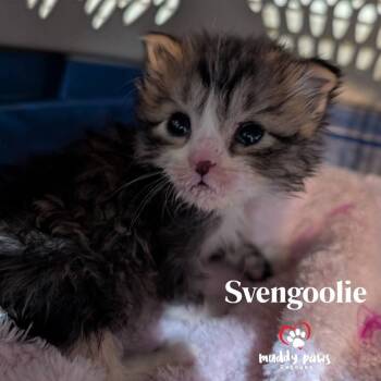 Rescue Domestic Short Hair Cats for Adoption in Council Bluffs, Iowa - Svengoolie | PetCurious