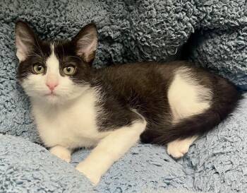 Saturn -  Domestic Short Hair Cat for Adoption in Jamestown, California - Saturn | PetCurious