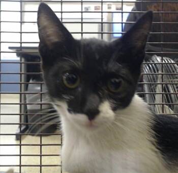 MOMO -  Domestic Short Hair Cat for Adoption in Doral, Florida - MOMO | PetCurious