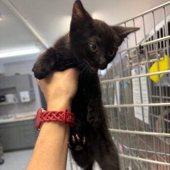 Noir -  Domestic Short Hair Cat for Adoption in Port Charlotte, Florida - Noir | PetCurious
