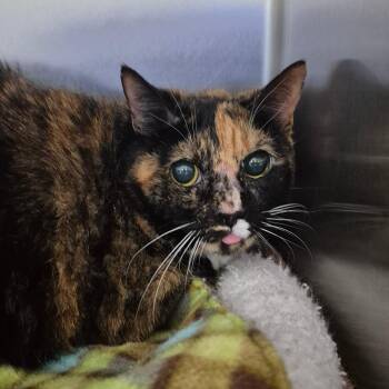 Domestic Short Hair Cats Available for Adoption - Minerva | PetCurious