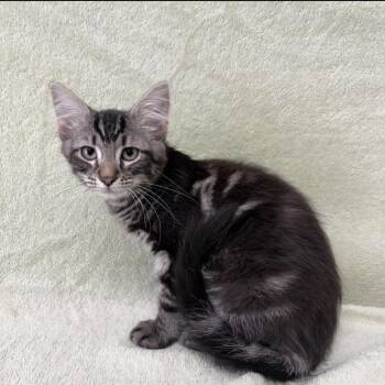 Romance -  Domestic Short Hair Cat for Adoption in Buffalo, Minnesota - Romance | PetCurious