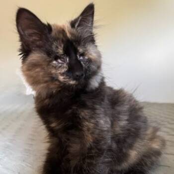 Rescue Domestic Long Hair Cats for Adoption in Newport News, Virginia - Diana (blind) | PetCurious