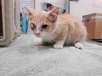 SPIRIT -  Domestic Short Hair Cat for Adoption in Antioch, California - SPIRIT | PetCurious