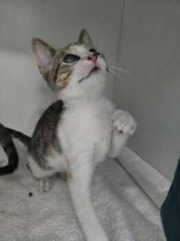 Venice -  Domestic Short Hair Cat for Adoption in Savannah, Georgia - Venice | PetCurious