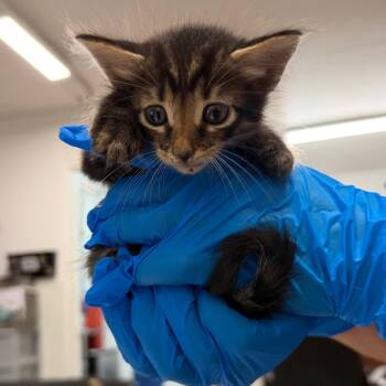 Jerry -  Domestic Short Hair Cat for Adoption in Edinburg, Texas - Jerry | PetCurious