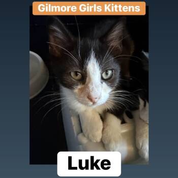 Luke -  Domestic Medium Hair Cat for Adoption in Lemoyne, Pennsylvania - Luke | PetCurious