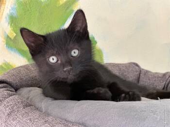 Rescue Domestic Short Hair Cats for Adoption in Santa Clara, California - SESAME | PetCurious