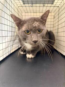 BOOMERANG -  Domestic Short Hair Cat for Adoption in Fort Myers, Florida - BOOMERANG | PetCurious