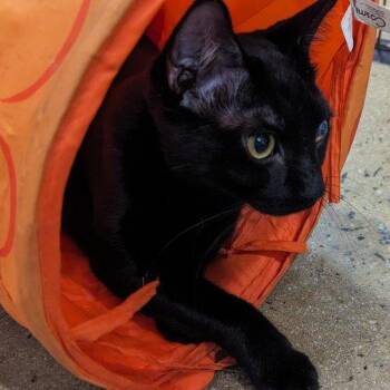 Rescue Domestic Short Hair Cats for Adoption in Cumming, Georgia - Mosqui Toe Beans | PetCurious