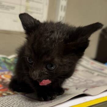 Domestic Short Hair Cats Available for Adoption in Yuma, Arizona - Delphin | PetCurious