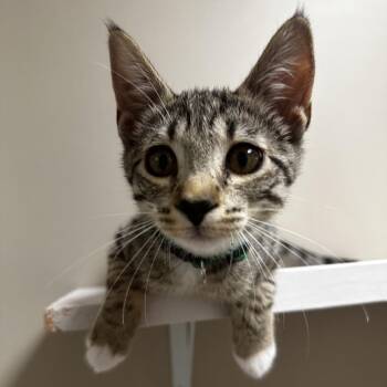 Dollar -  American Shorthair Cat for Adoption in Blue Ridge, Georgia - Dollar | PetCurious