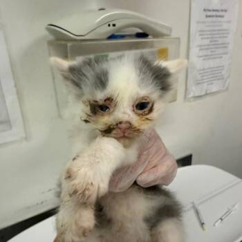 Harper -  Domestic Medium Hair Cat for Adoption in Charleston, West Virginia - Harper | PetCurious