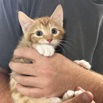 Frack -  Tabby and Domestic Short Hair Cat for Adoption in Columbia, South Carolina - Frack | PetCurious