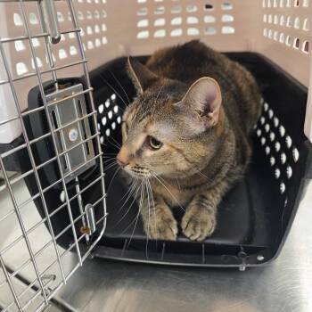 Joshie -  Domestic Short Hair Cat for Adoption in Chattanooga, Tennessee - Joshie | PetCurious