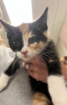 Domestic Short Hair Cats Available for Adoption in Greenfield, Indiana - Blossom | PetCurious