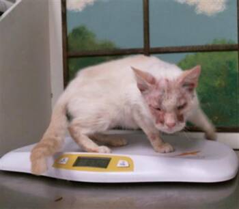 ZUKO -  Domestic Short Hair Cat for Adoption in Houston, Texas - ZUKO | PetCurious