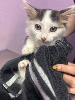 Six -  Domestic Long Hair Cat for Adoption in El Paso, Texas - Six | PetCurious