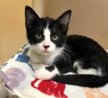 Kitten Benito -  Domestic Short Hair Cat Available for Adoption in Seal Beach, California - Kitten Benito | PetCurious