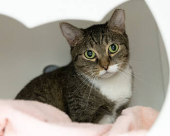 Rescue Domestic Short Hair Cats for Adoption in Leesburg, Virginia - LEMUR | PetCurious