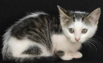 Cherry Bomb -  Domestic Short Hair Cat for Adoption in Newland, North Carolina - Cherry Bomb | PetCurious