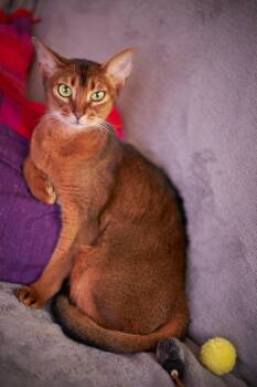 Rescue Abyssinian Cats for Adoption in Whittier, California - Princess | PetCurious