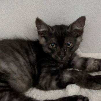 Mulder -  Domestic Medium Hair Cat for Adoption in Leander, Texas - Mulder | PetCurious