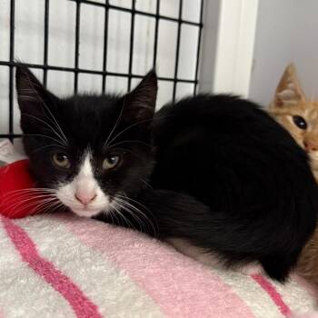 Domestic Short Hair Cats Available for Adoption in Trenton, New Jersey - Roy Rodgers | PetCurious
