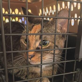 Charmed -  Domestic Short Hair Cat for Adoption in Lynchburg, Virginia - Charmed | PetCurious