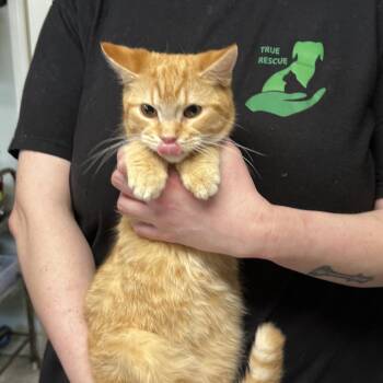 Domestic Short Hair Cats Available for Adoption in Mt. Juliet, Tennessee - Romeo | PetCurious