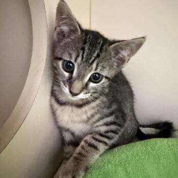 Ship-Shape -  Domestic Short Hair Cat for Adoption in Cooperstown, New York - Ship-Shape | PetCurious