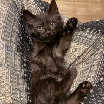 Jasmine -  Domestic Long Hair Cat for Adoption in Jarrettsville, Maryland - Jasmine | PetCurious