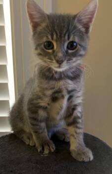 Rescue Domestic Short Hair Cats for Adoption in North Charleston, South Carolina - 87440a Pumba | PetCurious