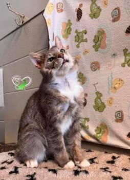 Domestic Short Hair Cats Available for Adoption - POLO | PetCurious