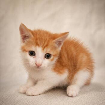 Domestic Short Hair Cats Available for Adoption in Miami, Florida - Saja | PetCurious