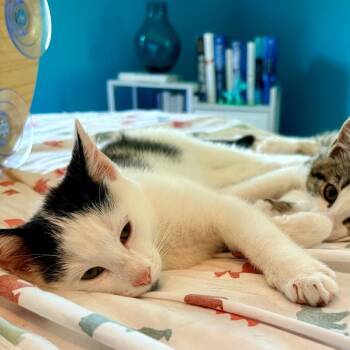 Rorschach -  Domestic Short Hair Cat for Adoption in Wakefield, Massachusetts - Rorschach | PetCurious